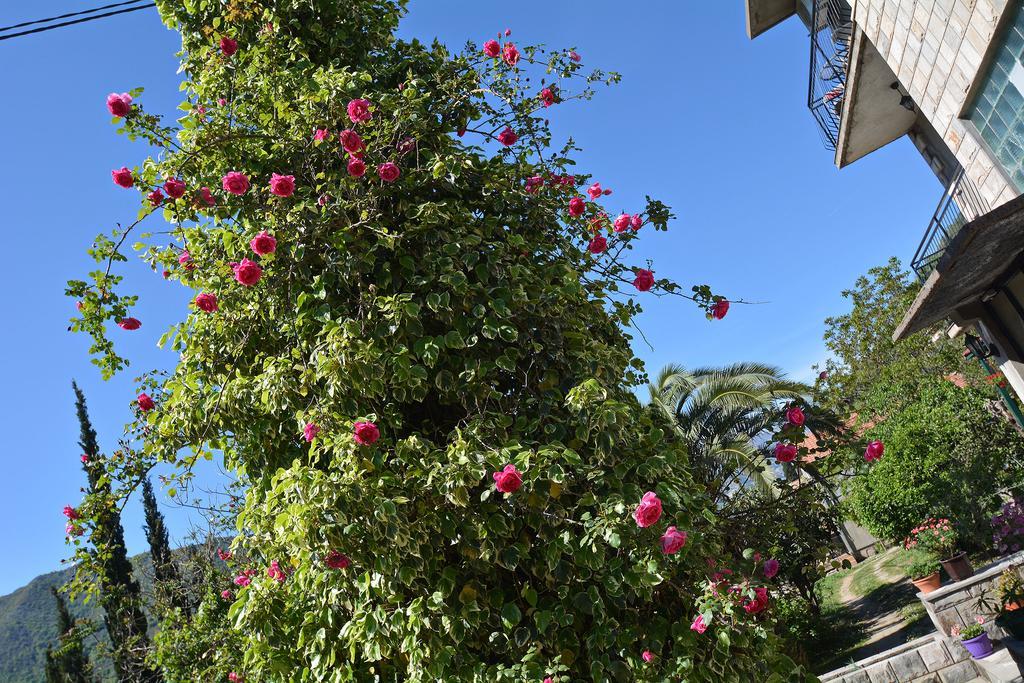 Apartments Dinko Zifra Tivat Bagian luar foto